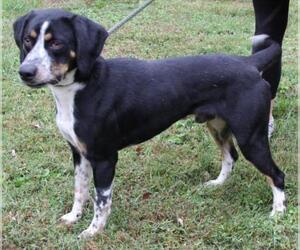 Bluetick Coonhound Dogs for adoption in Lovingston, VA, USA