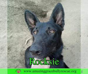 German Shepherd Dog-Unknown Mix Dogs for adoption in Pensacola, FL, USA