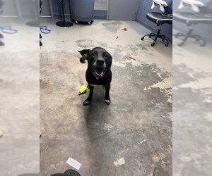 Labrador Retriever-Unknown Mix Dogs for adoption in Tallahassee, FL, USA