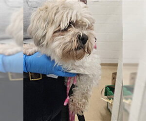 Maltese-Unknown Mix Dogs for adoption in Derwood, MD, USA