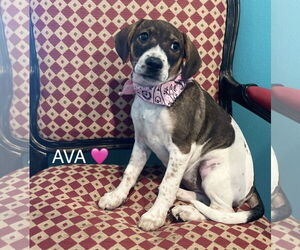 Beagle-Unknown Mix Dogs for adoption in Rockaway, NJ, USA