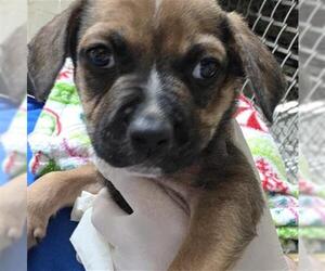 Mutt Dogs for adoption in Tulsa, OK, USA