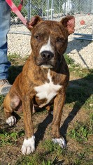 American Pit Bull Terrier Dogs for adoption in Monticello, IA, USA