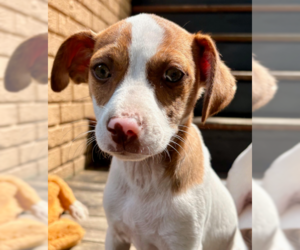 Chihuahua-Unknown Mix Dogs for adoption in Brooklyn Center, MN, USA