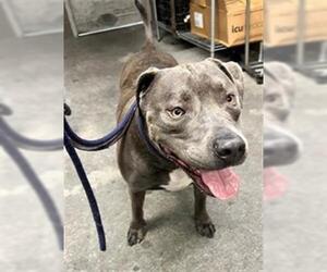 American Pit Bull Terrier Dogs for adoption in Downey, CA, USA