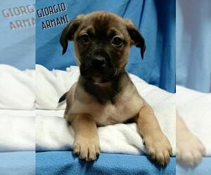Mutt Dogs for adoption in House Springs, MO, USA