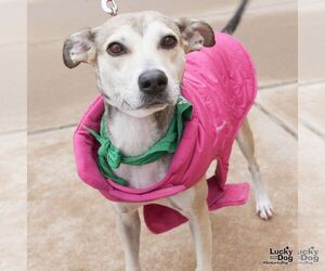 Labrador Retriever-Unknown Mix Dogs for adoption in Washington, DC, USA