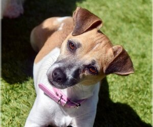 Jack Chi Dogs for adoption in Sarasota, FL, USA