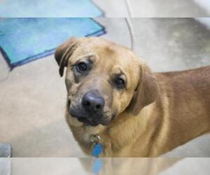 Boxador Dogs for adoption in Mountain Home, AR, USA