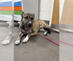 German Shepherd Dog-Unknown Mix Dogs for adoption in Forestville, MD, USA