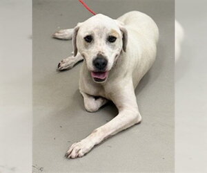 Labrador Retriever-Unknown Mix Dogs for adoption in Sanford, FL, USA