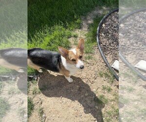 Pembroke Welsh Corgi Dogs for adoption in Glen Haven, WI, USA