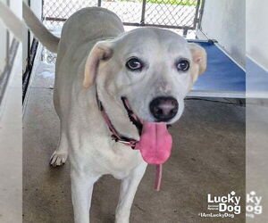 Labrador Retriever-Unknown Mix Dogs for adoption in Washington, DC, USA