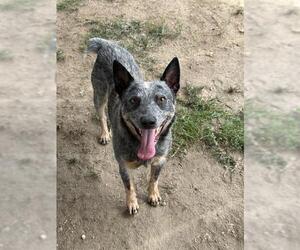 Mutt Dogs for adoption in Riverside, CA, USA