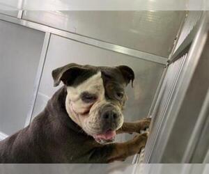 Bulldog Dogs for adoption in Norfolk, VA, USA