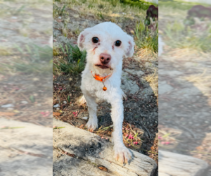 Maltipoo (Miniature) Dogs for adoption in Marina Del Rey, CA, USA
