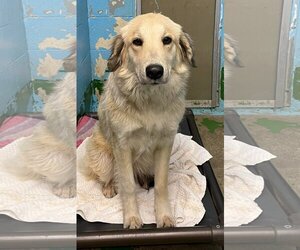 Golden Pyrenees Dogs for adoption in Rustburg, VA, USA