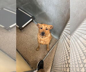 Golden Retriever-Unknown Mix Dogs for adoption in Great Bend, KS, USA