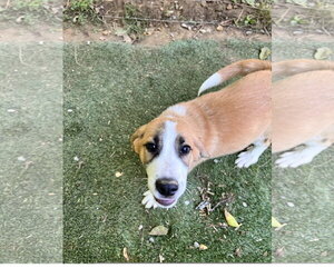Great Pyrenees-Unknown Mix Dogs for adoption in Tracy City, TN, USA