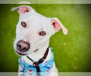 Labrador Retriever-Unknown Mix Dogs for adoption in Orlando, FL, USA