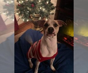 Mutt Dogs for adoption in Spring, TX, USA