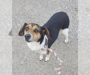 Beagle Dogs for adoption in Flora, IL, USA