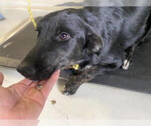 Border Collie-Golden Retriever Mix Dogs for adoption in Santa Cruz, CA, USA