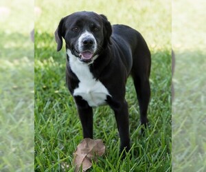 Borador Dogs for adoption in Miami, FL, USA