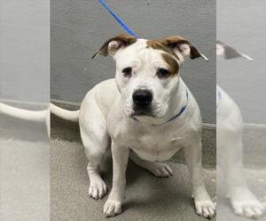 American Pit Bull Terrier-Unknown Mix Dogs for adoption in Las Vegas, NV, USA