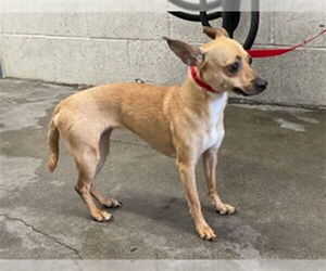 Chihuahua Dogs for adoption in San Bernardino, CA, USA