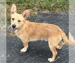 Chiweenie Dogs for adoption in Batavia, OH, USA