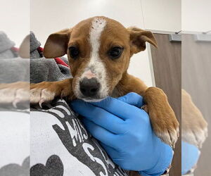 Labrador Retriever Dogs for adoption in Baytown, TX, USA