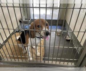 Beagle Dogs for adoption in Upland, CA, USA