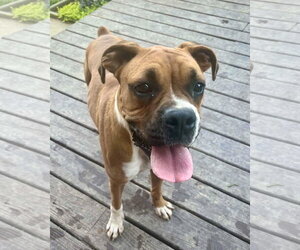 Medium Photo #1 Boxer Puppy For Sale in Dumont, NJ, USA