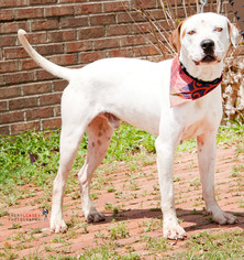 Boxer-Pointer Mix Dogs for adoption in Pensacola, FL, USA