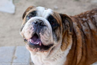 Bulldog Dogs for adoption in Hesperia, CA, USA