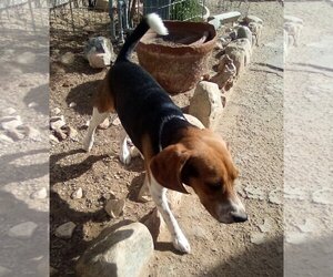 Beagle Dogs for adoption in Apple Valley, CA, USA