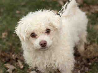 Medium Photo #1 Bichon Frise-Unknown Mix Puppy For Sale in Maumee, OH, USA