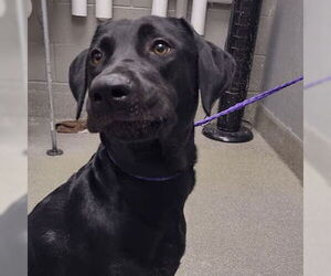 Labrador Retriever-Unknown Mix Dogs for adoption in Las Vegas, NV, USA