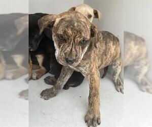 Mutt Dogs for adoption in Houston, TX, USA
