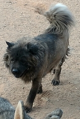 Chow Chow Dogs for adoption in Surprise , AZ, USA