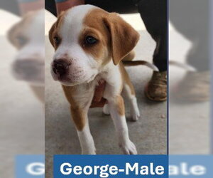 Labrador Retriever-Unknown Mix Dogs for adoption in Sheboygan, WI, USA