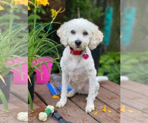 Poodle (Miniature)-Unknown Mix Dogs for adoption in Buffalo, NY, USA