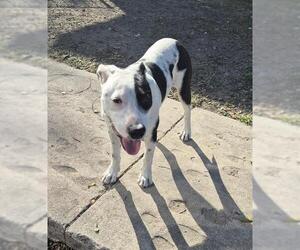 Mutt Dogs for adoption in San Antonio, TX, USA
