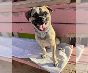 Pug-Unknown Mix Dogs for adoption in Williamsburg, NM, USA