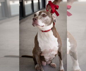 American Pit Bull Terrier Dogs for adoption in Wilmington, NC, USA