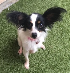 Papillon Dogs for adoption in Garland, TX, USA