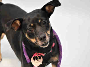 Chipin Dogs for adoption in Fort Collins, CO, USA
