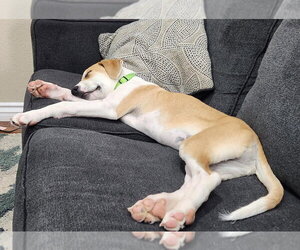 Great Dane-Unknown Mix Dogs for adoption in San Diego, CA, USA