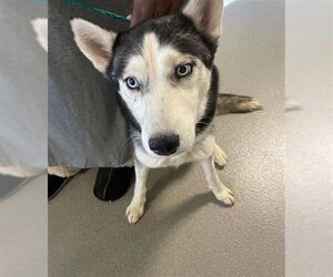 Siberian Husky-Unknown Mix Dogs for adoption in Las Vegas, NV, USA